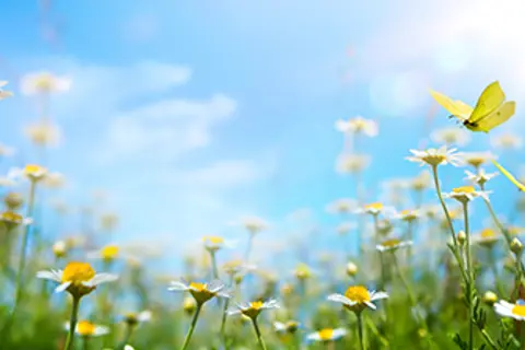 En åker med blomster