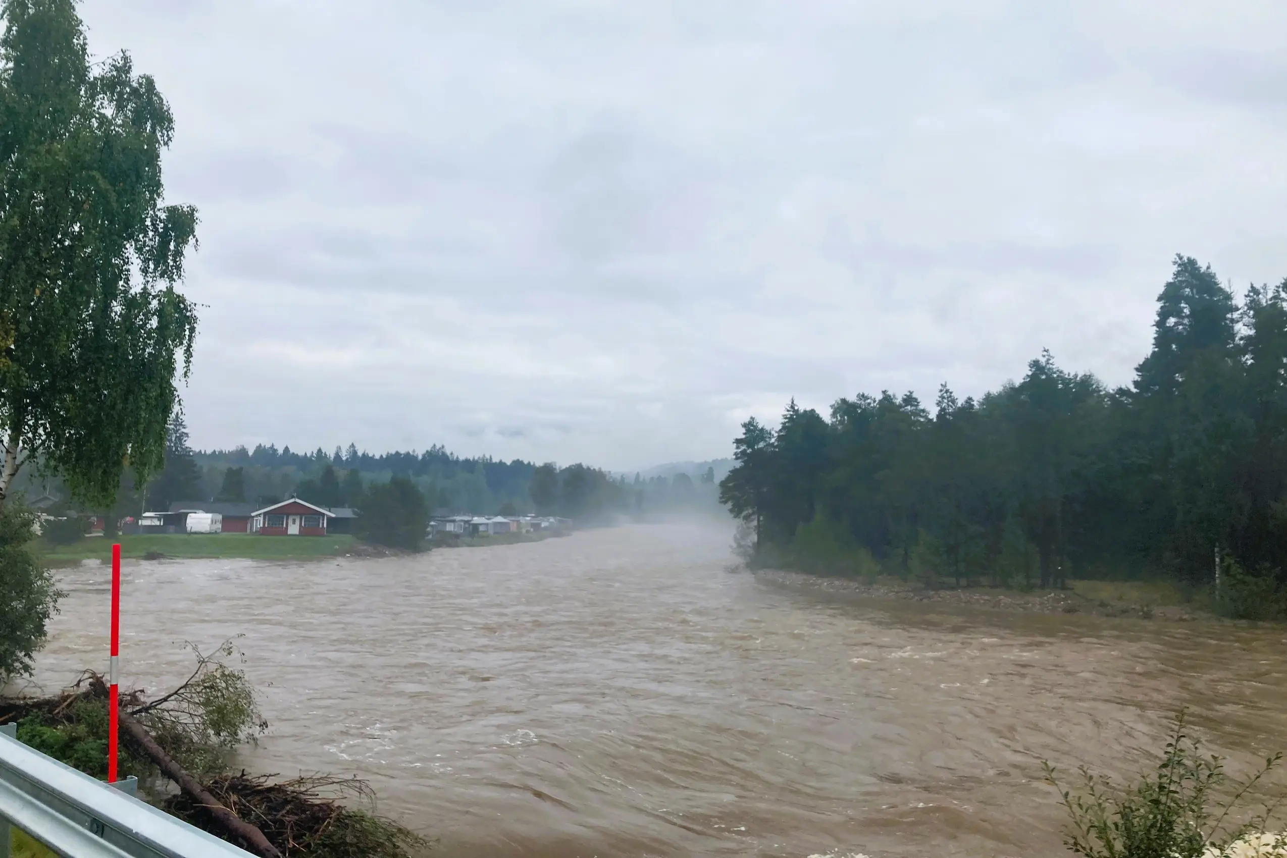 Et oversvømt område med trær