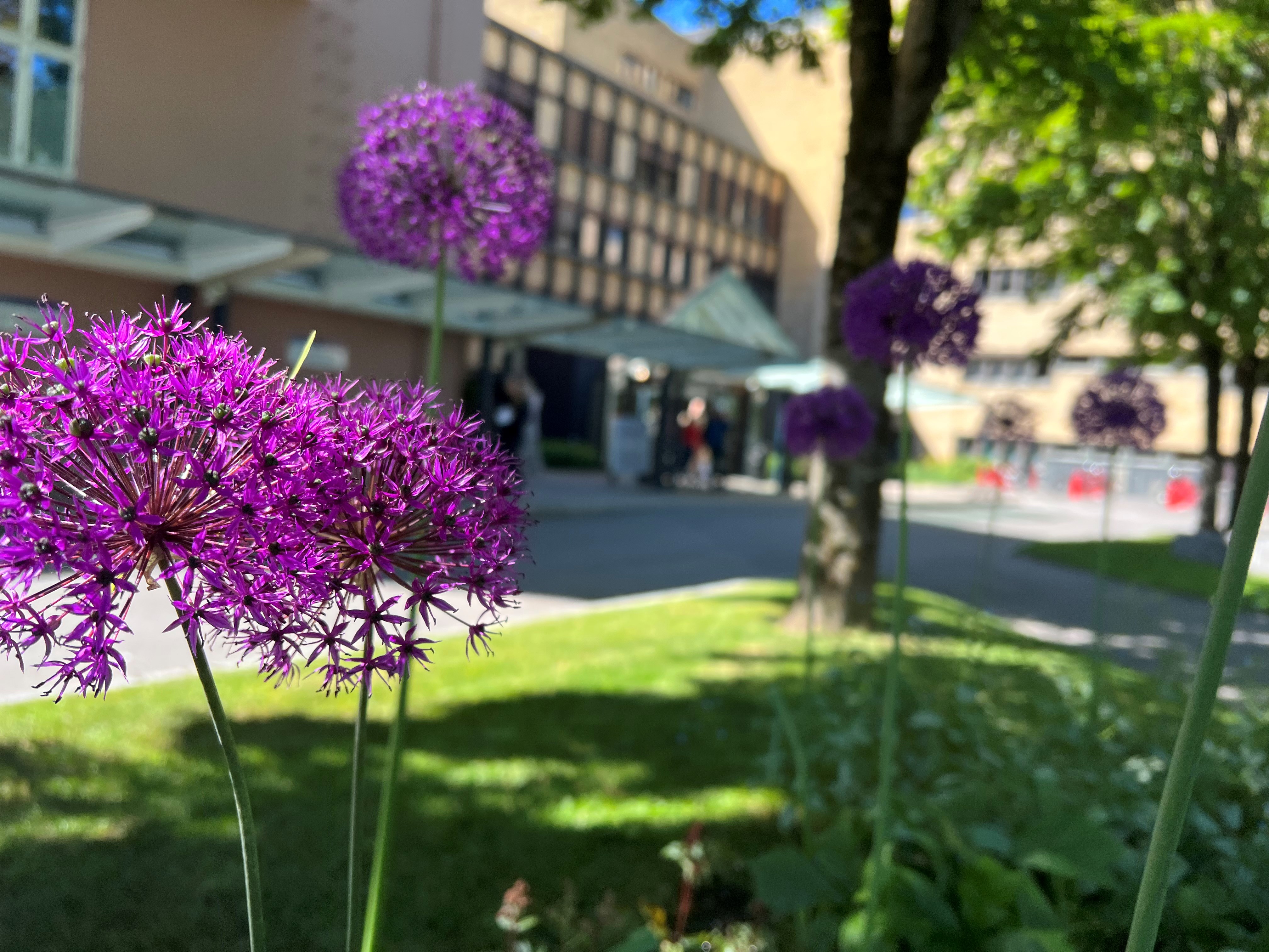 Blomstring foran hovedinngangen til sykehuset i Skien