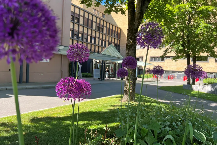 Blomstring foran sykehusets hovedinngang i Skien