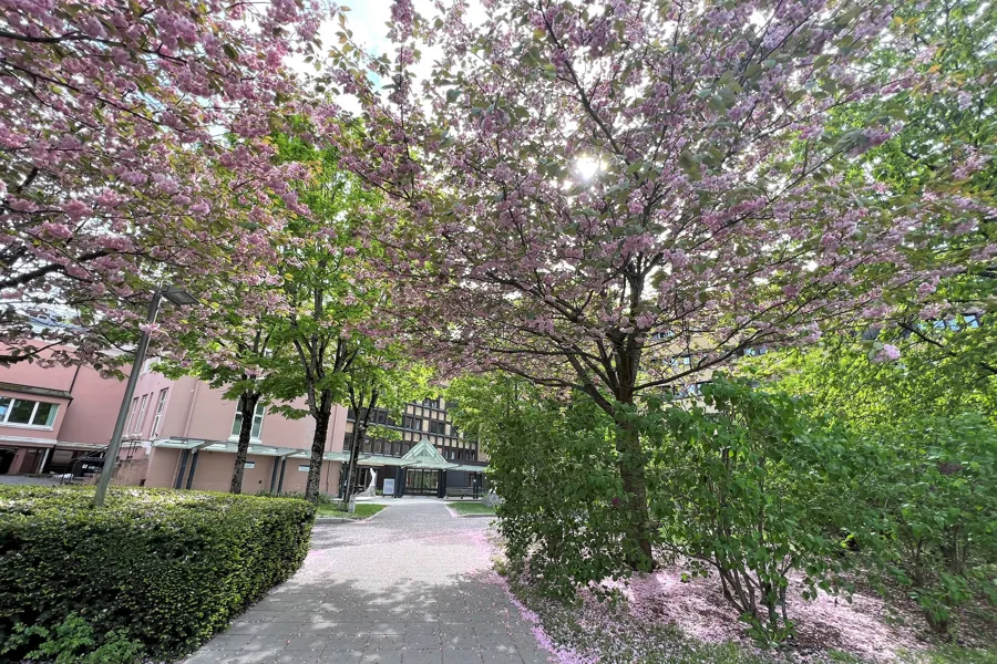 The path to the main entrance of the hospital in Skien with cherrytrees blooming